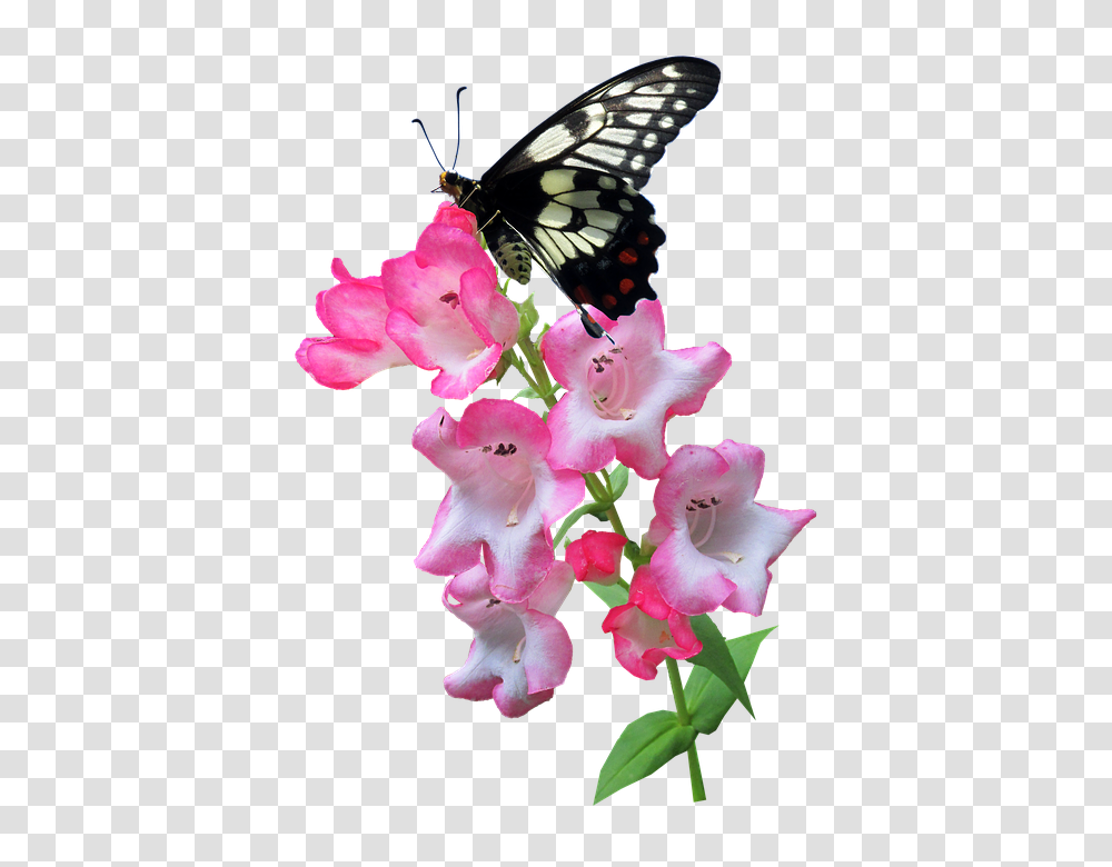 Butterfly 960, Insect, Plant, Flower, Blossom Transparent Png
