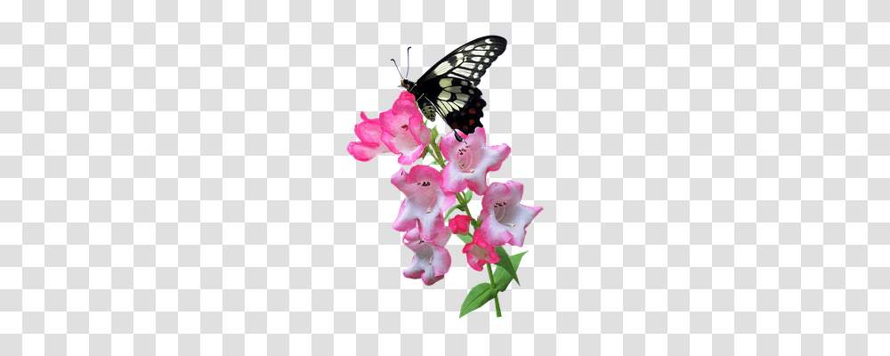 Butterfly Nature, Plant, Flower, Blossom Transparent Png