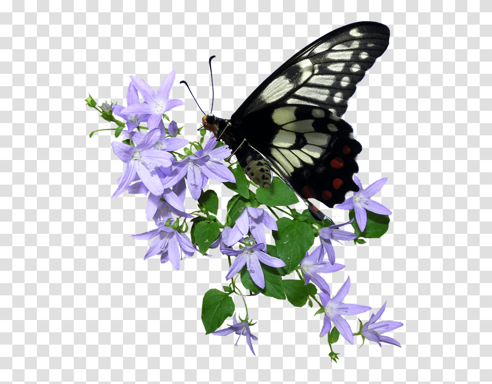 Butterfly 960, Insect, Plant, Flower, Acanthaceae Transparent Png