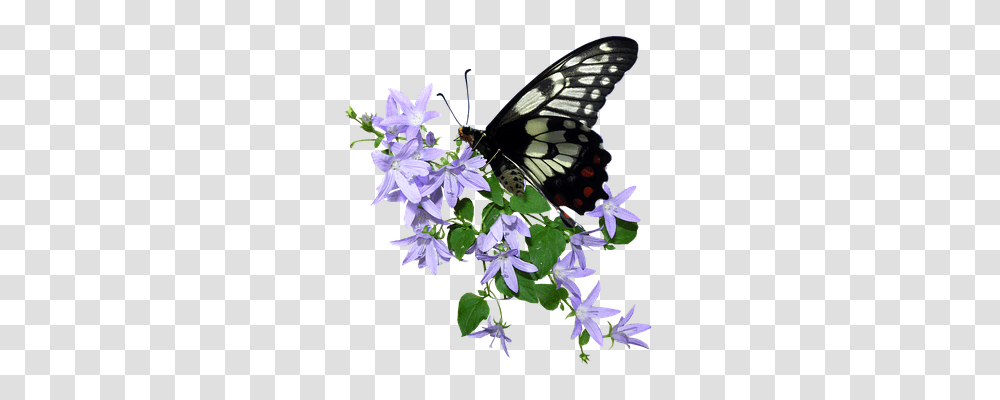 Butterfly Animals, Plant, Flower, Acanthaceae Transparent Png