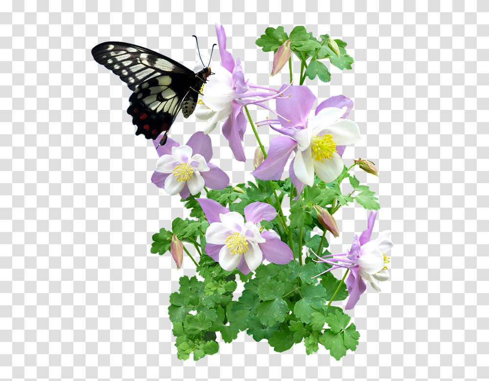 Butterfly 960, Insect, Plant, Geranium, Flower Transparent Png