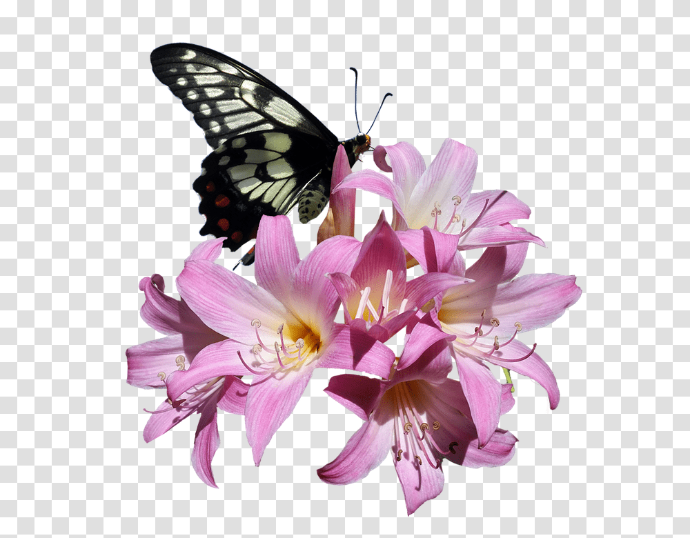 Butterfly 960, Insect, Plant, Flower, Blossom Transparent Png
