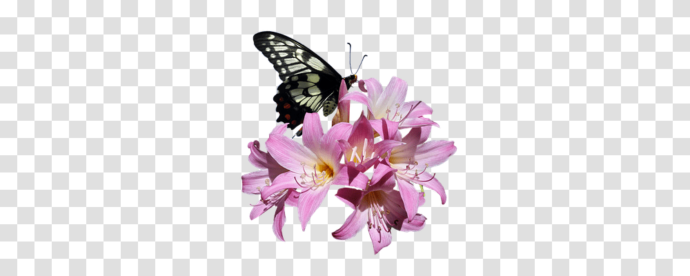 Butterfly Animals, Plant, Flower, Blossom Transparent Png
