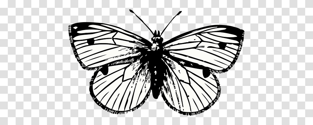 Butterfly Animals, Insect, Invertebrate, Bicycle Transparent Png