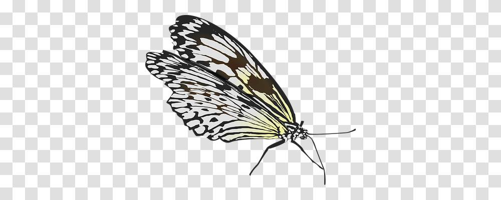 Butterfly Animals, Insect, Invertebrate, Bird Transparent Png