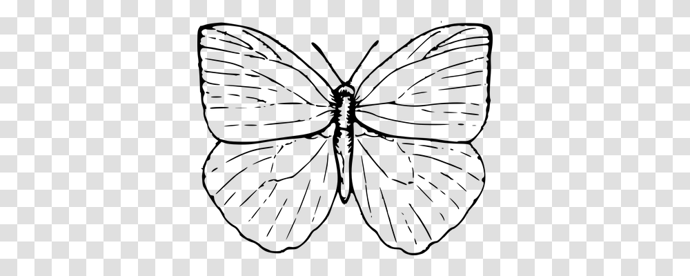 Butterfly Animals, Gray, World Of Warcraft Transparent Png
