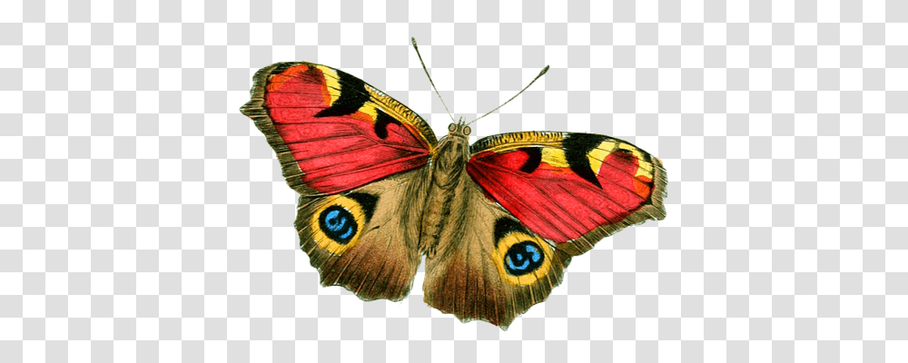 Butterfly Nature, Insect, Invertebrate, Animal Transparent Png