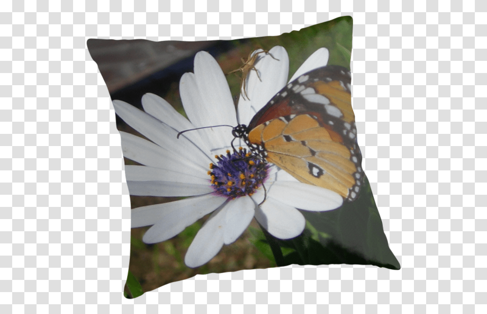 Butterfly And Daisies V Cushion, Plant, Pollen, Flower, Insect Transparent Png