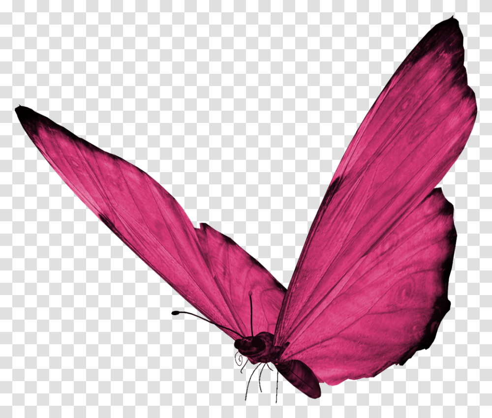 Butterfly, Animal, Insect, Invertebrate, Bird Transparent Png