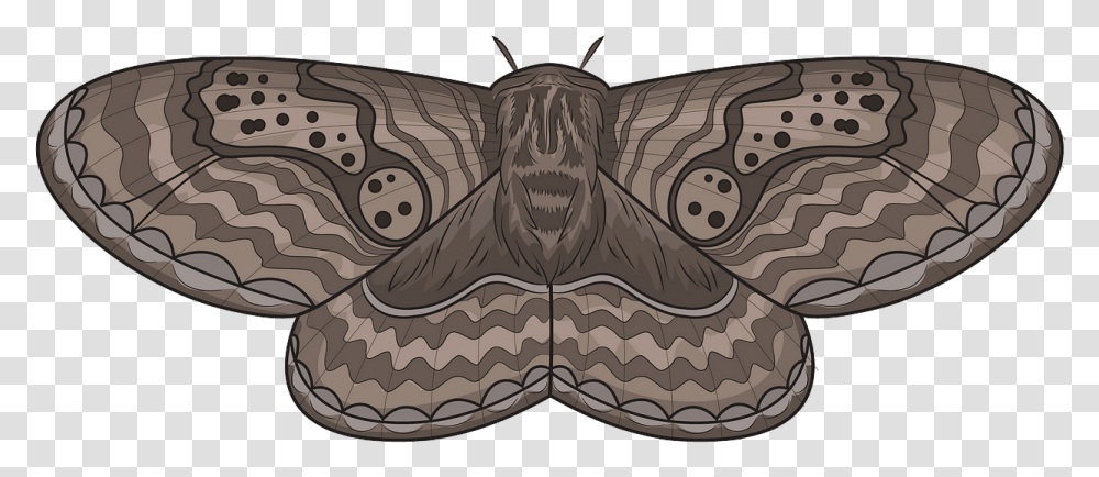 Butterfly, Animal, Pattern, Invertebrate, Insect Transparent Png