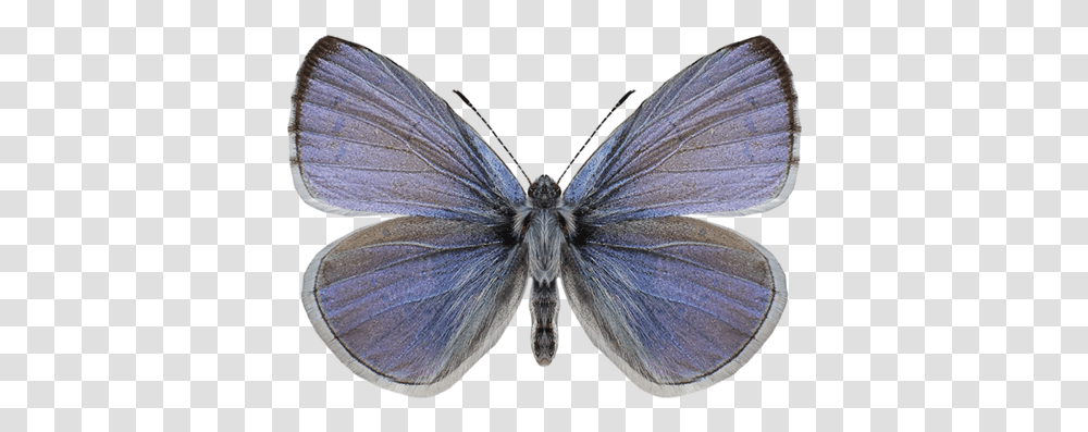Butterfly Art Shop Usa Common Blue, Insect, Invertebrate, Animal, Moth Transparent Png