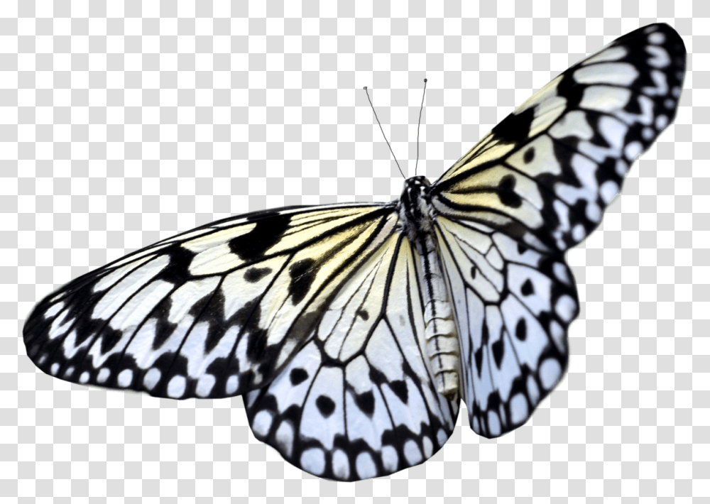 Butterfly Background Butterfly, Insect, Invertebrate, Animal, Monarch Transparent Png