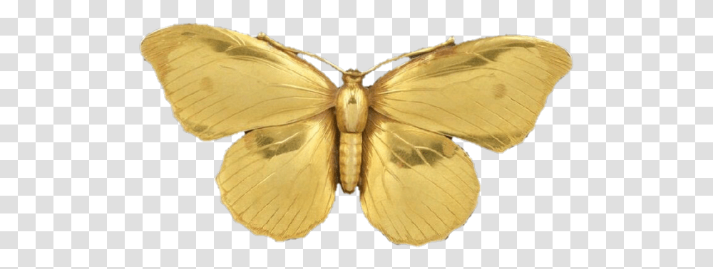 Butterfly Background Gold Butterfly, Insect, Invertebrate, Animal, Moth Transparent Png