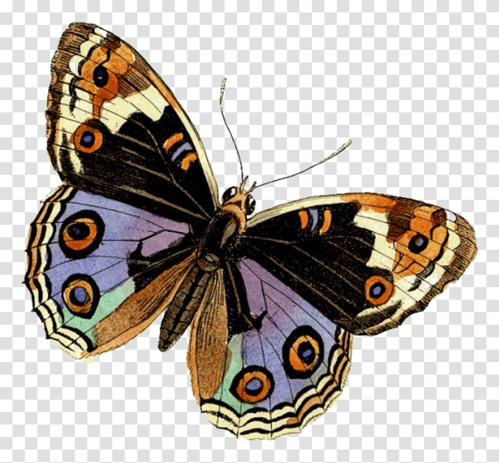 Butterfly Beauty Soft Brush Footed Butterflies, Insect, Invertebrate, Animal, Spider Transparent Png