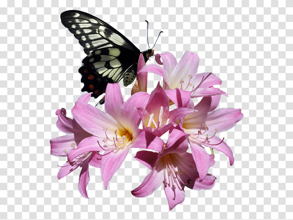 Butterfly Belladonna Lily Flower Insect Butterflies Flowers, Plant, Blossom, Pollen, Petal Transparent Png