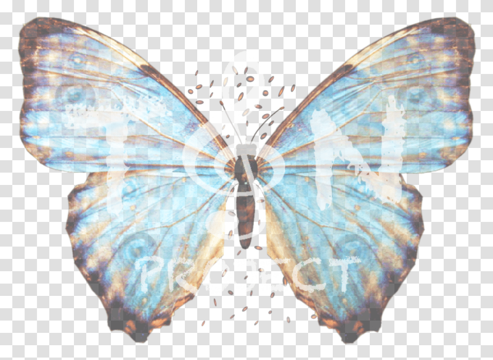 Butterfly Big, Pattern, Invertebrate, Animal, Lighting Transparent Png