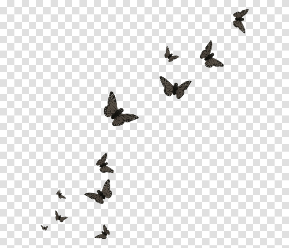 Butterfly Black Butterflies Flying Butterflies Background, Bird, Animal, Mammal, Bat Transparent Png
