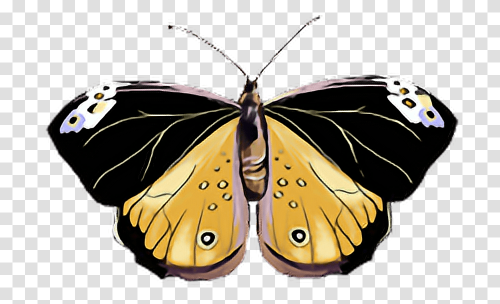 Butterfly Black Yellow Pink Pastel White Butterflylove Speckled Wood Butterfly, Insect, Invertebrate, Animal, Moth Transparent Png