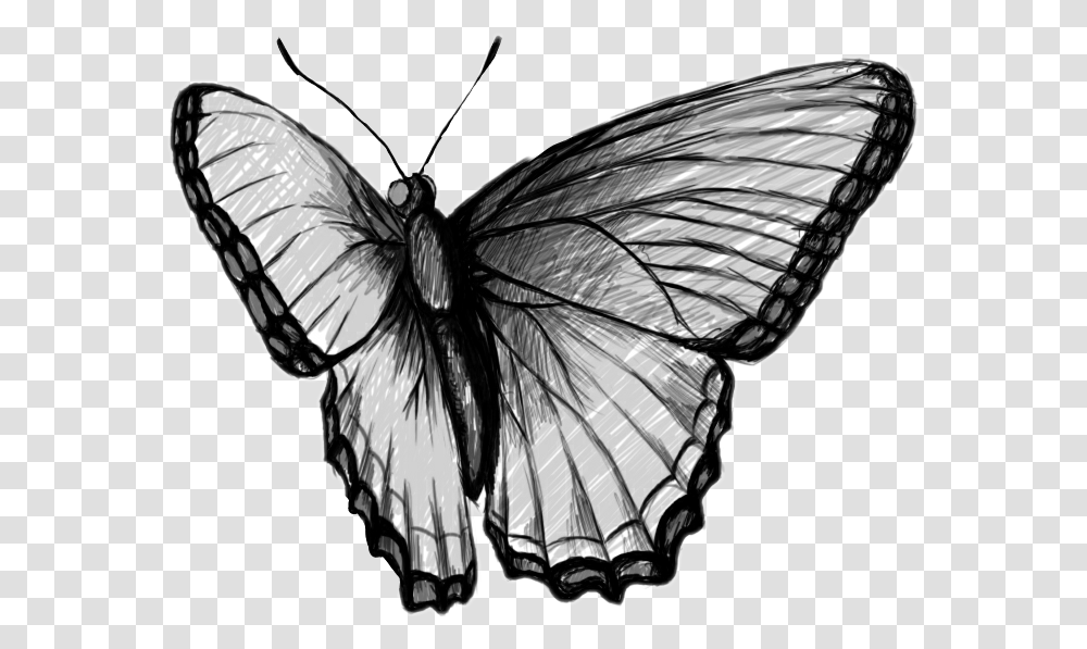 Butterfly Blackandwhite Black Amp White Schmetterling Kelebekler Karakalem, Animal, Insect, Invertebrate, Spider Transparent Png