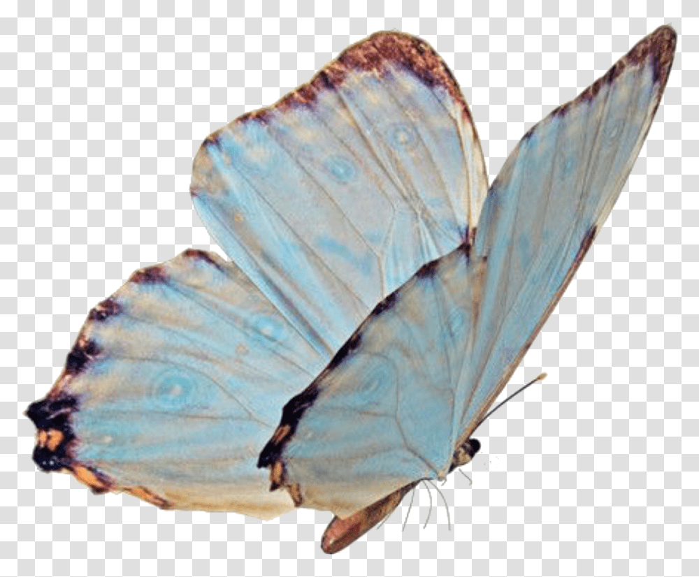 Butterfly Blue Aesthetic Animals Sticker Babyblue Butterfly Niche, Insect, Invertebrate, Moth, Veins Transparent Png