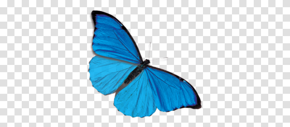 Butterfly Blue Butterfly Background, Insect, Invertebrate, Animal, Monarch Transparent Png