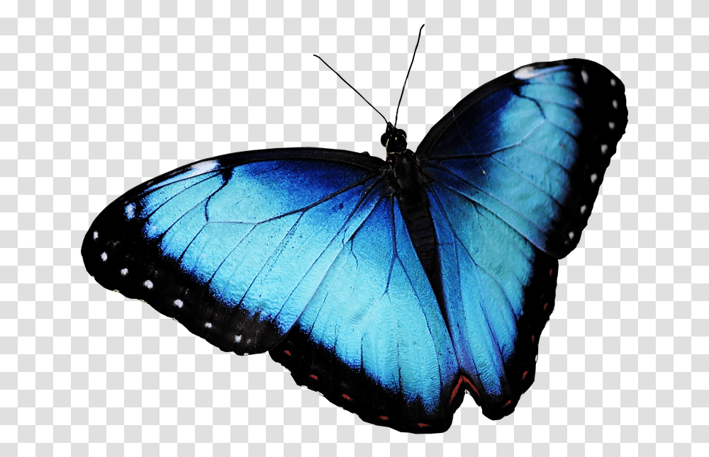 Butterfly Blue Butterfly Butterfly, Insect, Invertebrate, Animal Transparent Png