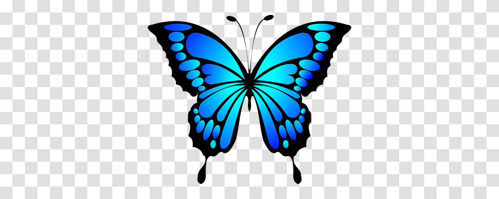 Butterfly Blue Insect Summer Beautiful Butterflies, Pattern, Floral Design Transparent Png