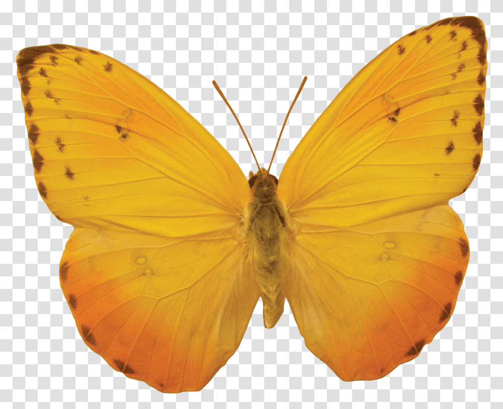 Butterfly Body Clipart Yellow Butterfly, Insect, Invertebrate, Animal, Moth Transparent Png
