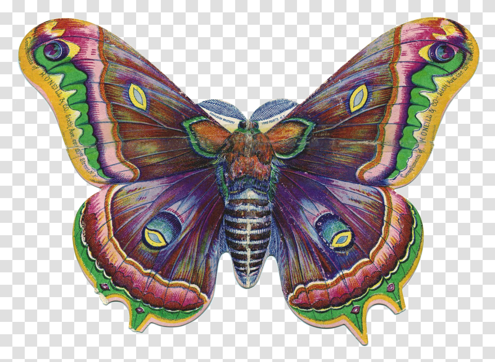Butterfly Bush Fairy Graphics, Moth, Insect, Invertebrate, Animal Transparent Png