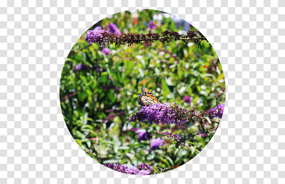 Butterfly Bush Monarch Butterfly, Insect, Invertebrate, Animal, Plant Transparent Png