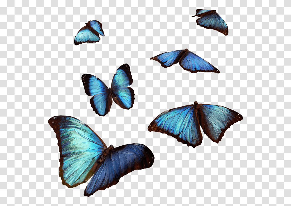 Butterfly Butterflies Blue Flying Cute Fly Air, Insect, Invertebrate, Animal, Bird Transparent Png