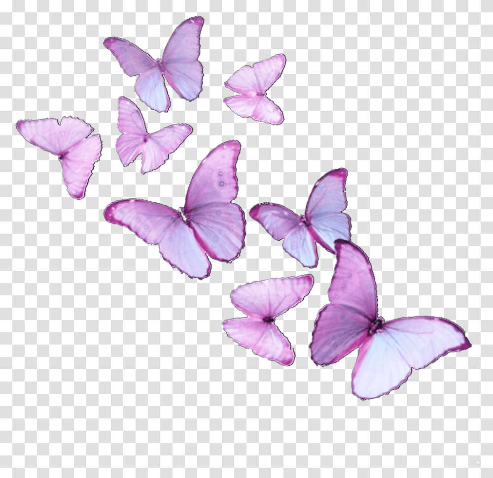 Butterfly Butterflies Butterflyeffect Butterflysticker Brush Footed Butterfly, Plant, Petal, Flower, Blossom Transparent Png