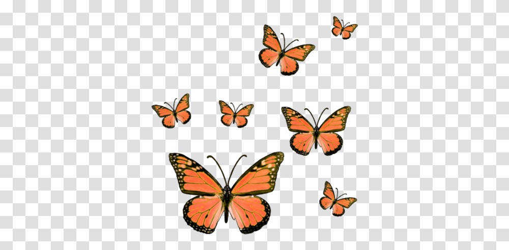 Butterfly Butterflies Butterflys Bug Insect Insects Hot Pink Butterfly Sticker, Invertebrate, Animal, Monarch, Painting Transparent Png