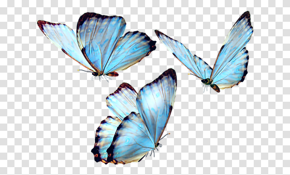 Butterfly Butterflies Butterflys Fly Blue Bluebutterfly Butterfly, Insect, Invertebrate, Animal, Bird Transparent Png