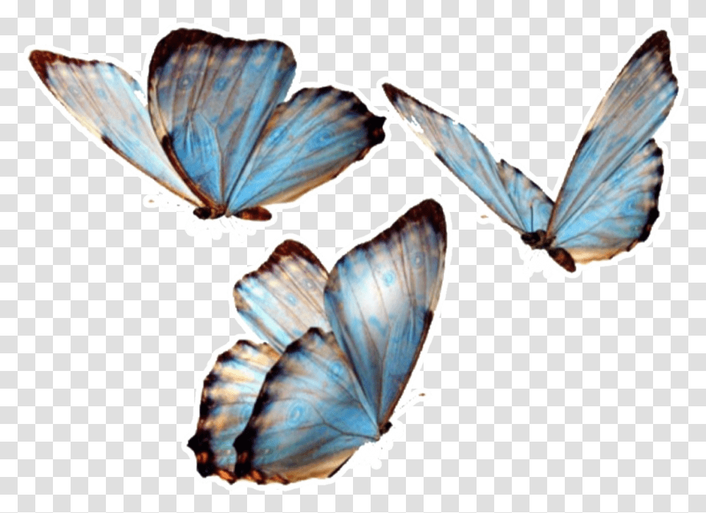 Butterfly Butterflies Nature Overlay Overlays Background Butterfly, Insect, Invertebrate, Animal, Moth Transparent Png