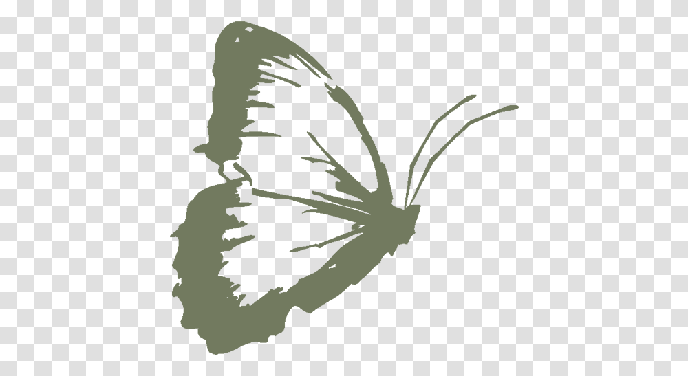 Butterfly Butterflies, Plant, Root, Bird, Animal Transparent Png