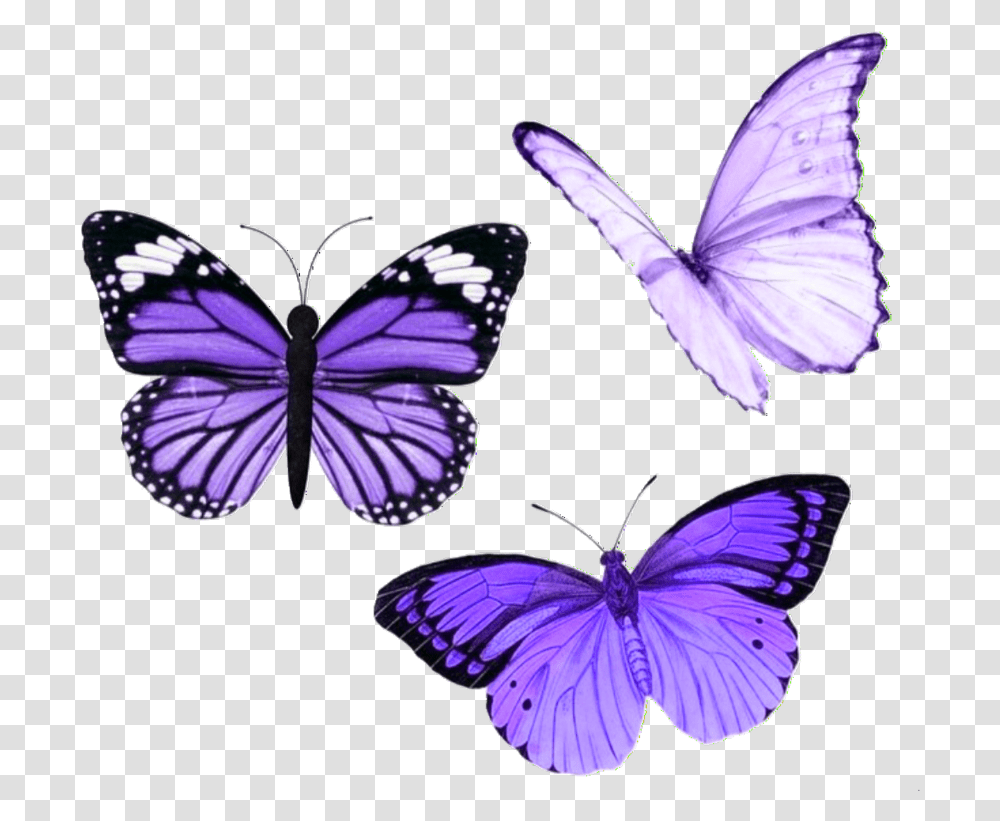 Butterfly Butterflies Purple Aesthetic Tumblr Purple Aesthetic Stickers Butterfly, Insect Transparent Png
