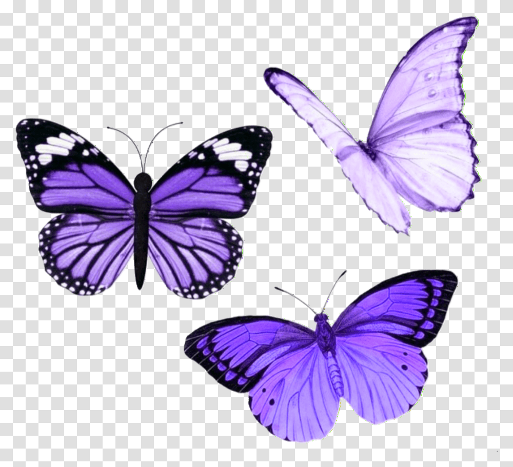 Butterfly Butterflies Purple Aesthetic Tumblr Purple Aesthetic Stickers Butterfly Transparent Png