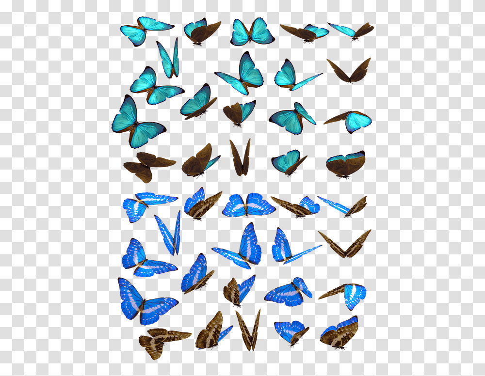Butterfly Butterflies Swarm Insect Iridescent Butterflies Swarm, Invertebrate, Animal, Moth Transparent Png