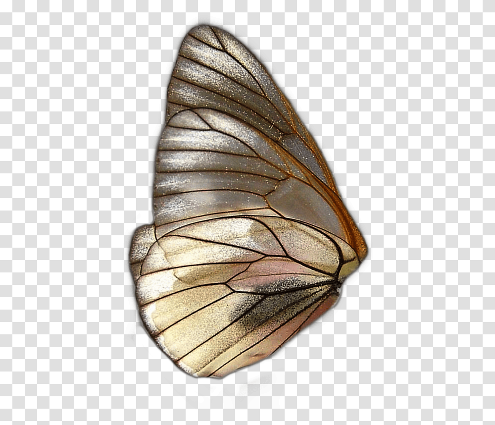 Butterfly Butterflys Wing Wings Farfalla Farfalle Fairy Wings, Invertebrate, Animal, Ornament, Insect Transparent Png