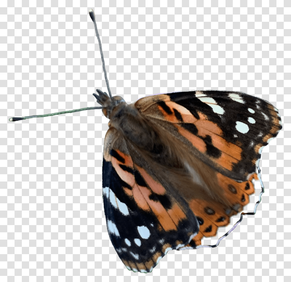 Butterfly Butterflywings Freetoedit Vanessa Cardui, Insect, Invertebrate, Animal, Monarch Transparent Png