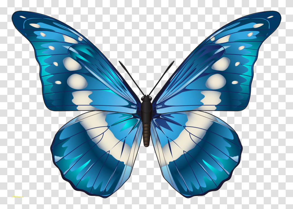 Butterfly Clip Art Blue Butterfly, Pattern, Ornament, Insect Transparent Png