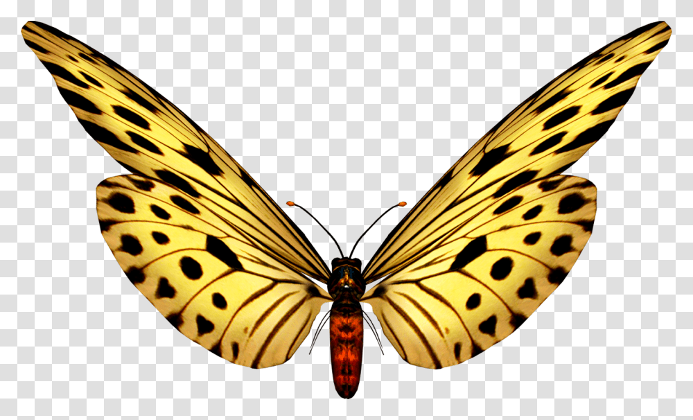 Butterfly Clip Art Butterfly Images Paper Butterflies Kelebek Gif, Insect, Invertebrate, Animal, Bird Transparent Png