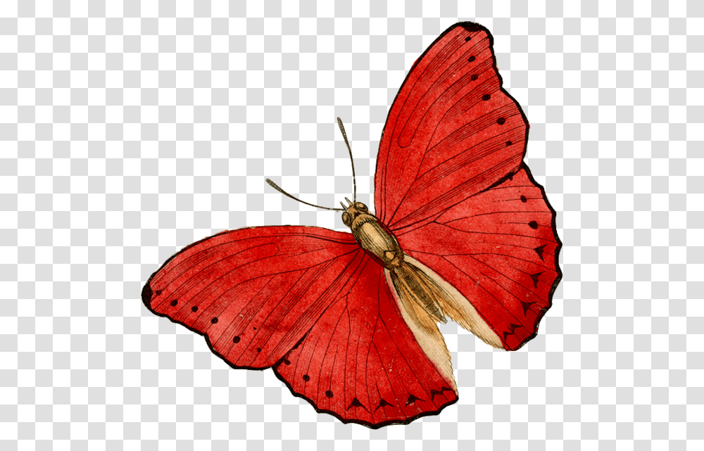 Butterfly Clip Art, Insect, Invertebrate, Animal, Moth Transparent Png