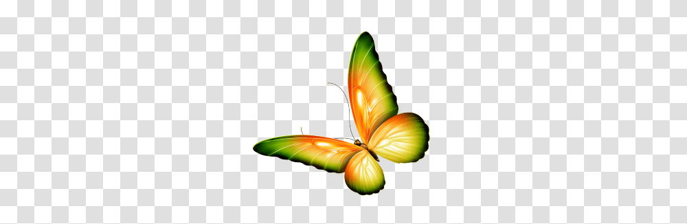 Butterfly Clipart Background, Floral Design, Pattern, Animal Transparent Png