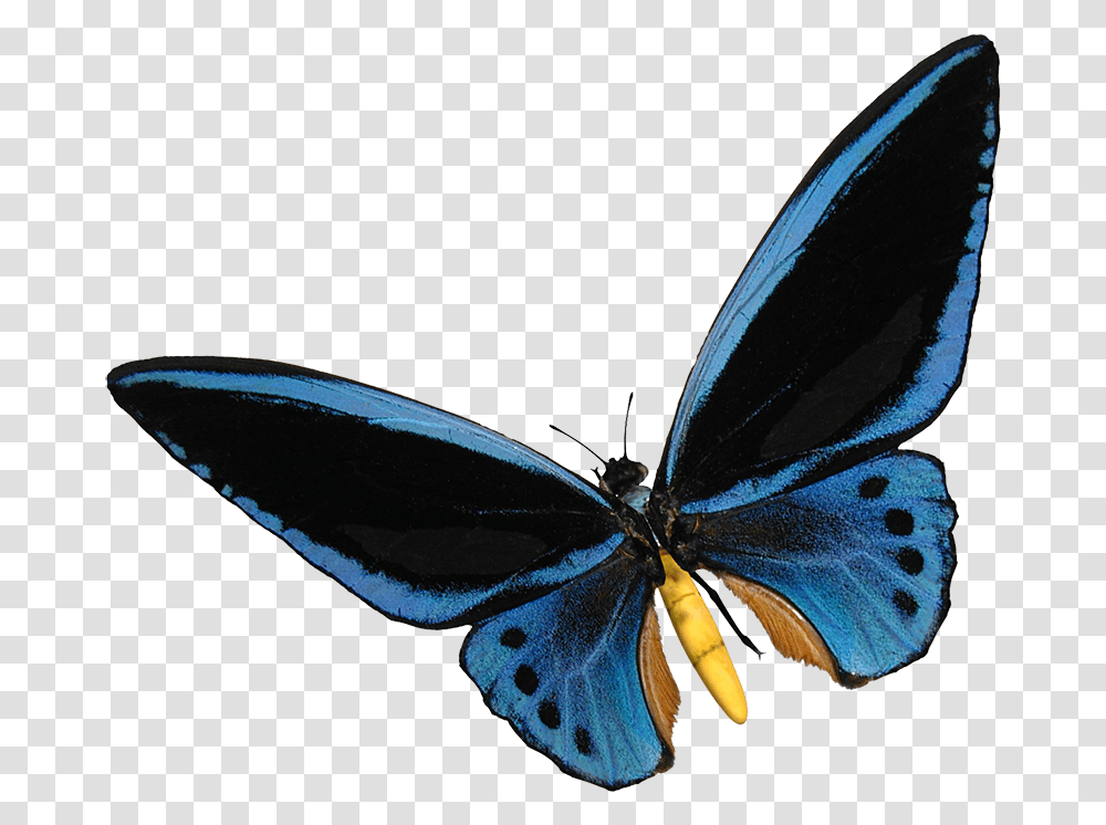 Butterfly Clipart Blue Birdwing Butterfly, Insect, Invertebrate, Animal, Snake Transparent Png