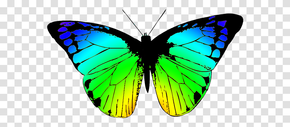 Butterfly Clipart Colorful Butterfly Drawing, Insect, Invertebrate, Animal, Pattern Transparent Png