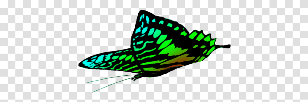 Butterfly Clipart Green Butterfly Drawing, Animal, Lighting, Invertebrate, Insect Transparent Png