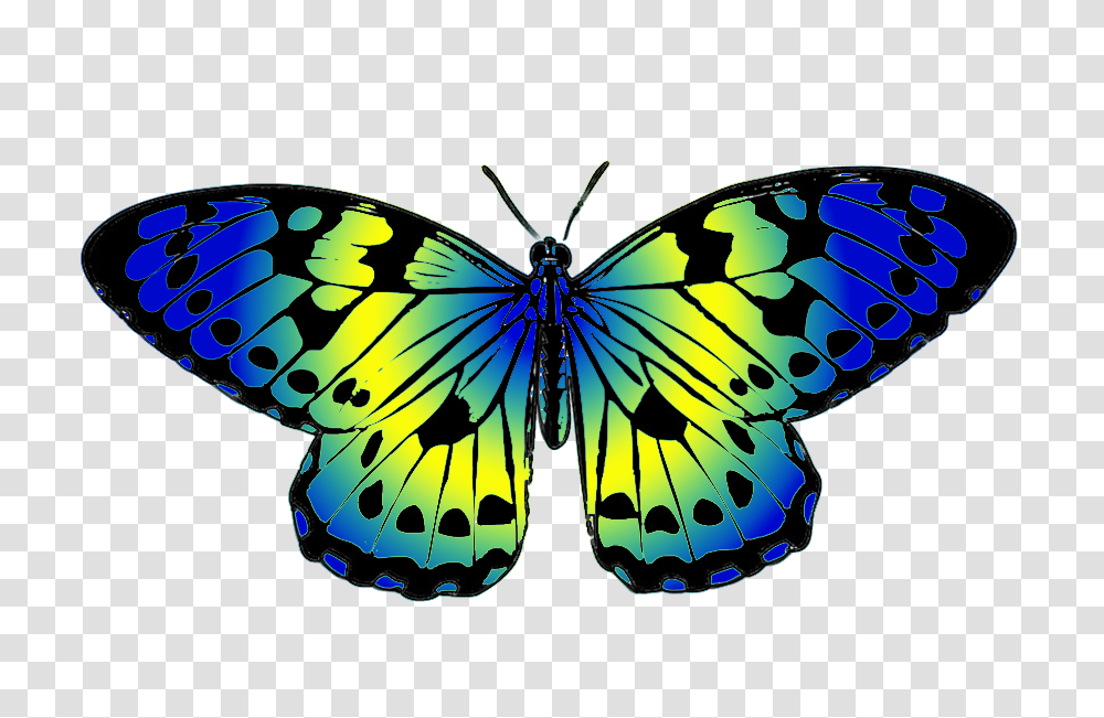 Butterfly Clipart, Insect, Invertebrate, Animal, Pattern Transparent Png