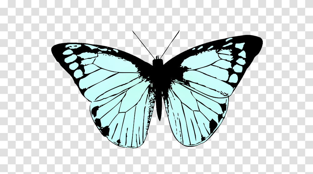 Butterfly Clipart, Spider, Invertebrate, Animal, Arachnid Transparent Png